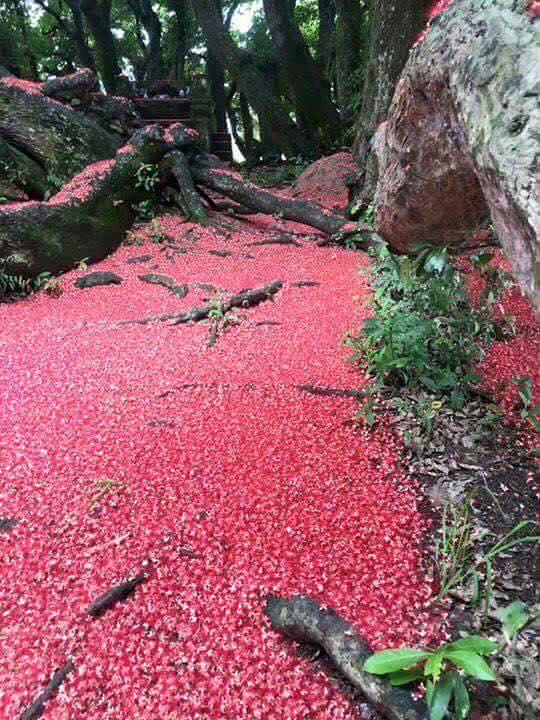 phu tho quan the cay loc vung hon 1000 nam tuoi bung no do ruc