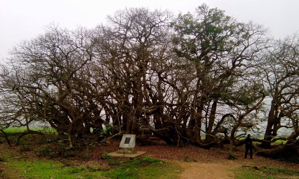 phu tho quan the cay loc vung hon 1000 nam tuoi bung no do ruc