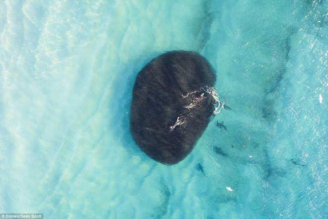 thot tim khoanh khac hang tram con ca map khong lo lon von ngay canh nhom hoc sinh di boi