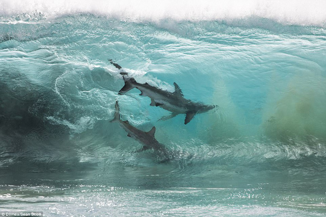 thot tim khoanh khac hang tram con ca map khong lo lon von ngay canh nhom hoc sinh di boi