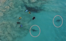 thot tim khoanh khac hang tram con ca map khong lo lon von ngay canh nhom hoc sinh di boi