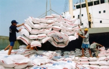 philippines chinh thuc mo thau 250000 tan gao