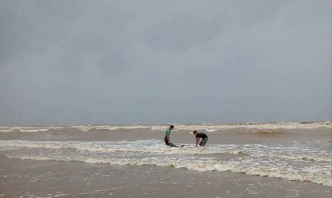 ngu dan nghe an giai cuu thanh cong ca heo mac can tren bo bien truoc khi con bao so 2 do bo