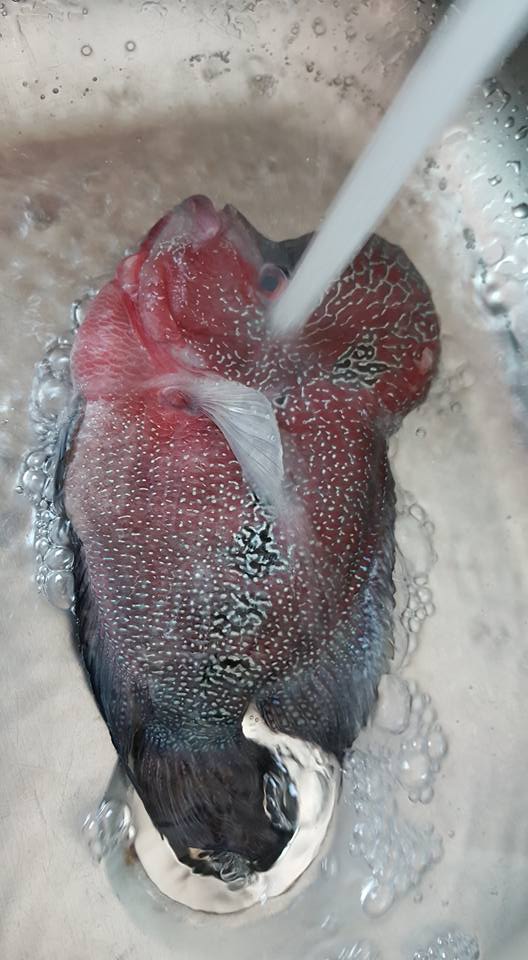 chang trai choi troi ran ca la han hang chuc trieu dong thuong thuc cho sang mom