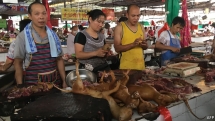 vi sao nguoi nuoi cho tang nhung nan trom cho lai ngay cang pho bien o trung quoc