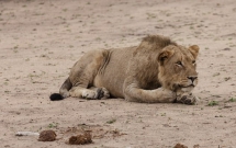 be gai 10 tuoi bi su tu vo chet truoc mat di ruot o zimbabwe