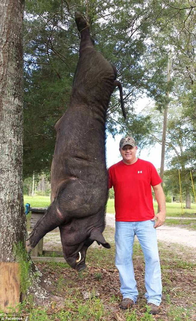 thay lon rung khong lo lieu linh xong vao vuon tho san gio sung ban guc con quai vat nang 370kg