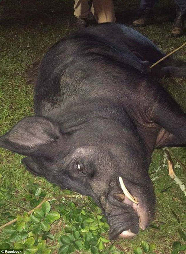 thay lon rung khong lo lieu linh xong vao vuon tho san gio sung ban guc con quai vat nang 370kg