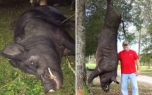 thay lon rung khong lo lieu linh xong vao vuon tho san gio sung ban guc con quai vat nang 370kg