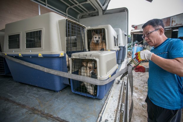 han quoc giai cuu thanh cong 149 chu cho sap bi giet thit mang ra cho ban