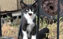 chu meo con so huu vet bot hinh cua minh ngay tren mat