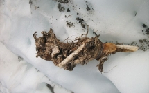 thi the nan nhan tai nan may bay duoc phat hien dong bang tren nui suot 50 nam