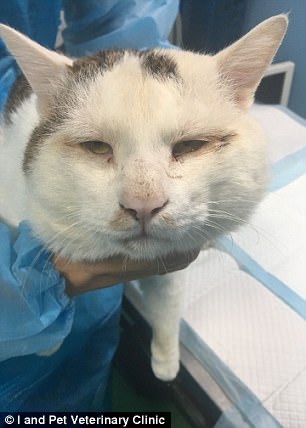 chu meo duoc phau thuat cat mi vi suyt bi mu mat