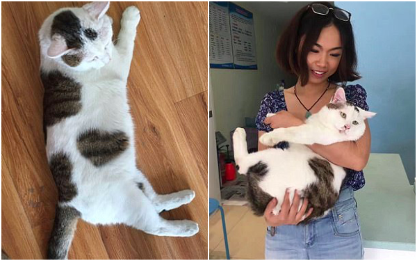 chu meo duoc phau thuat cat mi vi suyt bi mu mat
