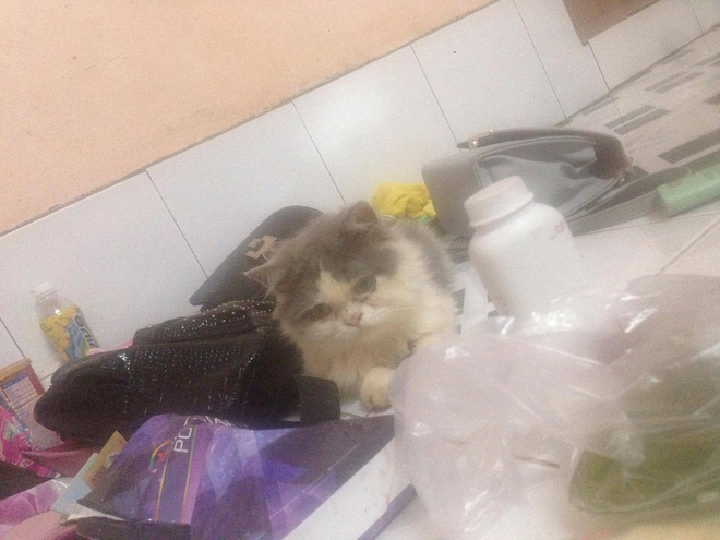 khong chiu duoc meo cua nguoi yeu chang trai quyet dinh chia tay