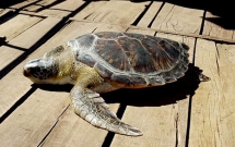 Hà Tĩnh: Thả rùa biển vô cùng quý hiếm về tự nhiên