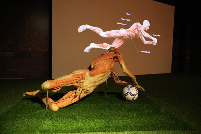 trien lam co the va noi tang cua xac nguoi that duoc nhua hoa o sai gon gay tranh cai