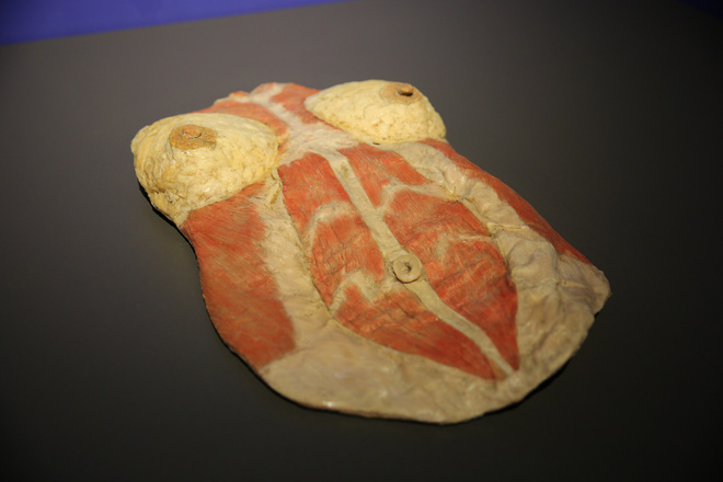 trien lam co the va noi tang cua xac nguoi that duoc nhua hoa o sai gon gay tranh cai