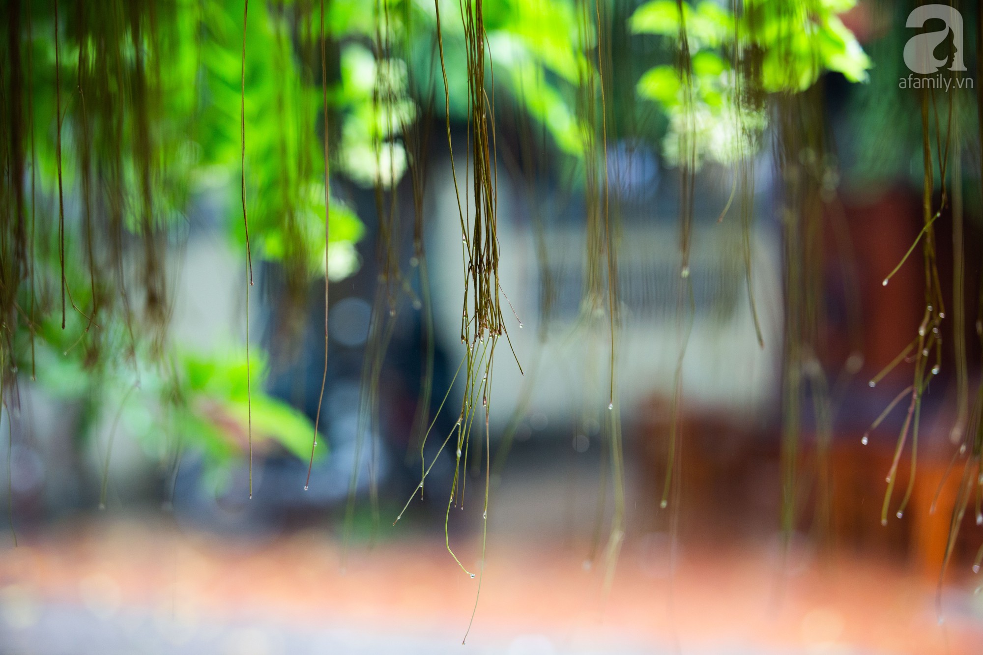 nguoi dan ha noi vui mung don con mua sau nhung chuoi ngay nang nong vat va