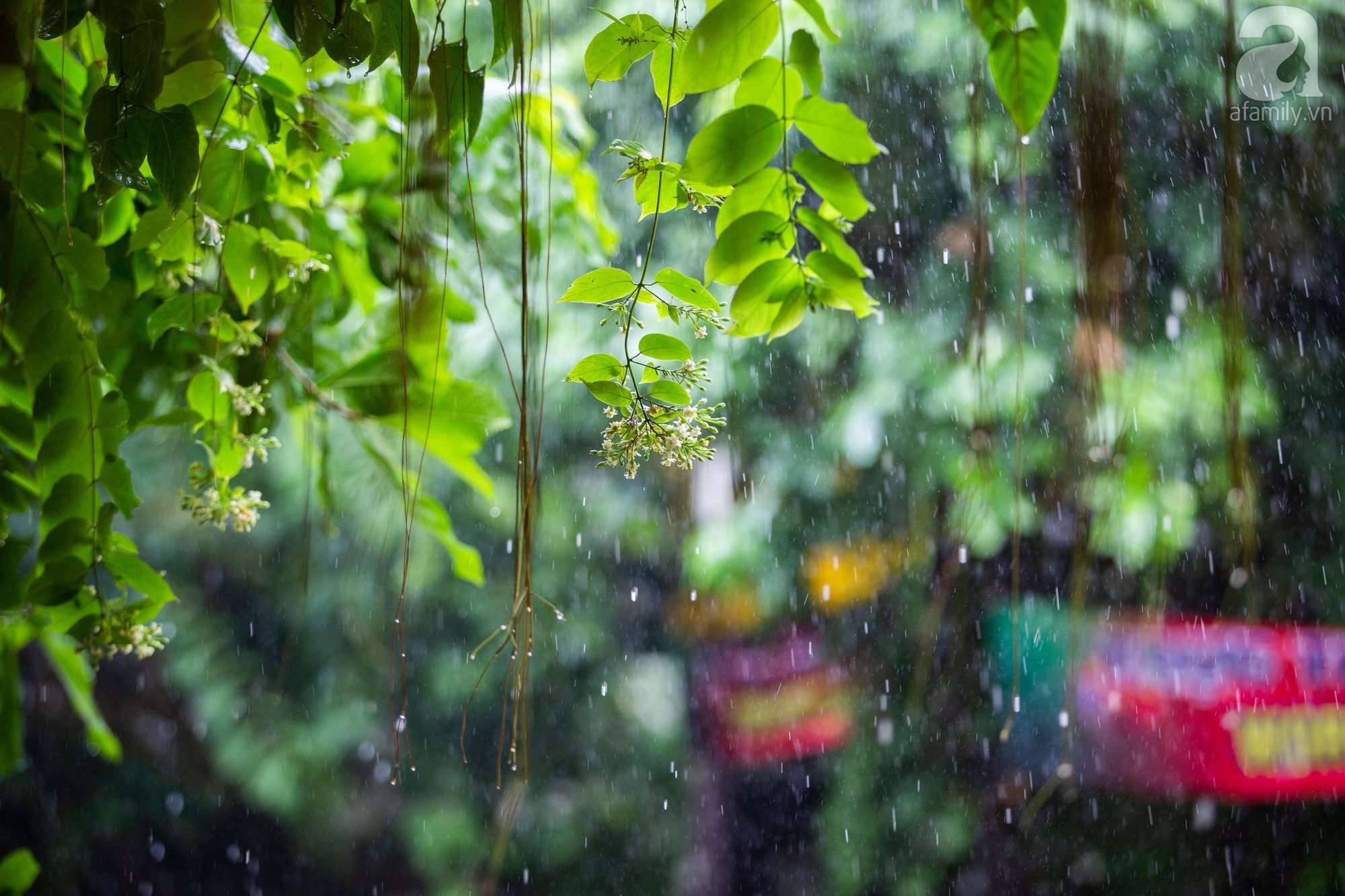 nguoi dan ha noi vui mung don con mua sau nhung chuoi ngay nang nong vat va