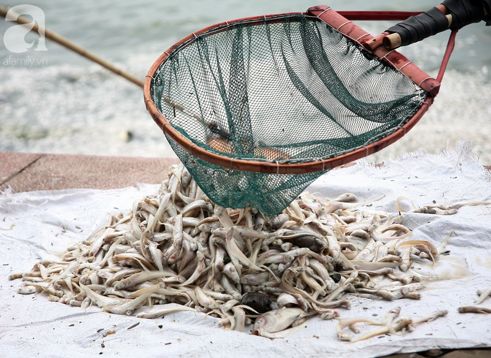 ca chet trang ho tay nguyen nhan ban dau la do thoi tiet thay doi bat thuong