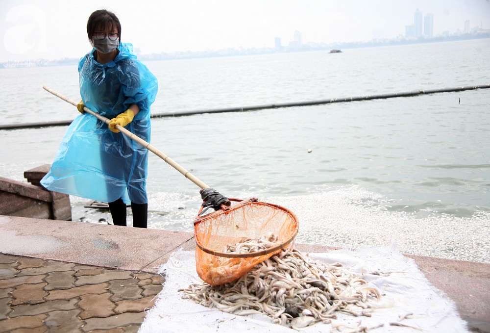 ca chet trang ho tay nguyen nhan ban dau la do thoi tiet thay doi bat thuong