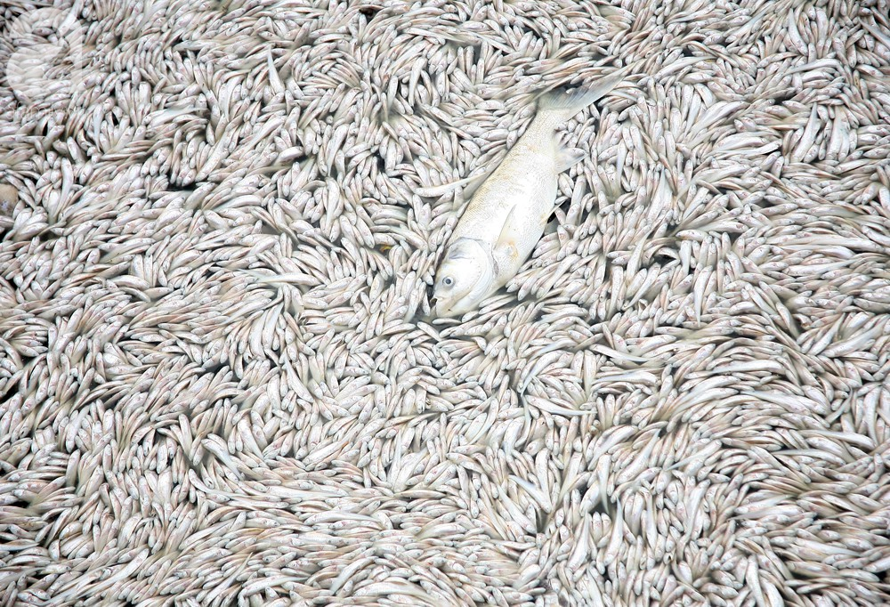 ca chet trang ho tay nguyen nhan ban dau la do thoi tiet thay doi bat thuong