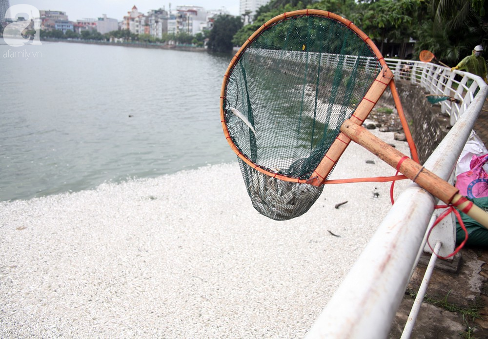 ca chet trang ho tay nguyen nhan ban dau la do thoi tiet thay doi bat thuong