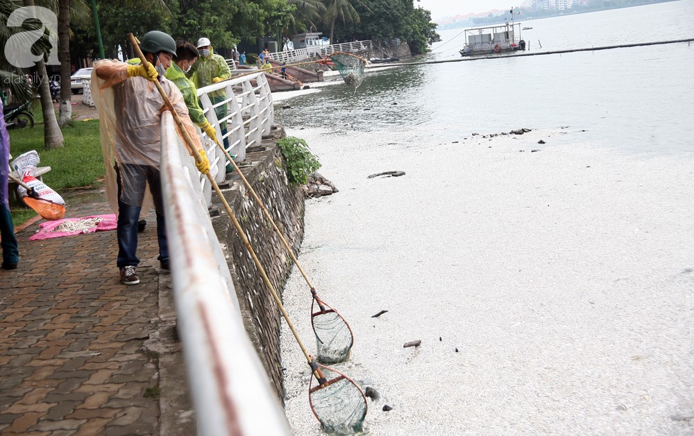 ca chet trang ho tay nguyen nhan ban dau la do thoi tiet thay doi bat thuong