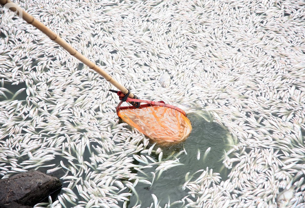 ca chet trang ho tay nguyen nhan ban dau la do thoi tiet thay doi bat thuong