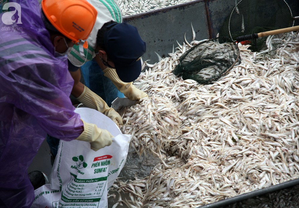 ca chet trang ho tay nguyen nhan ban dau la do thoi tiet thay doi bat thuong