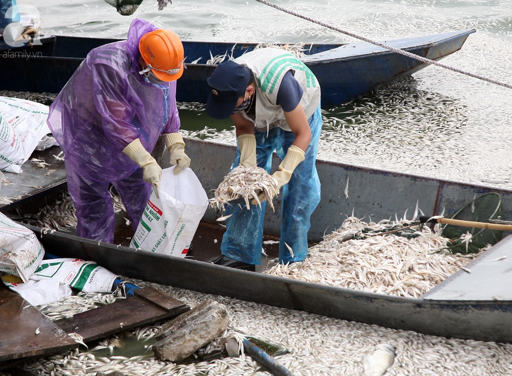 ca chet trang ho tay nguyen nhan ban dau la do thoi tiet thay doi bat thuong