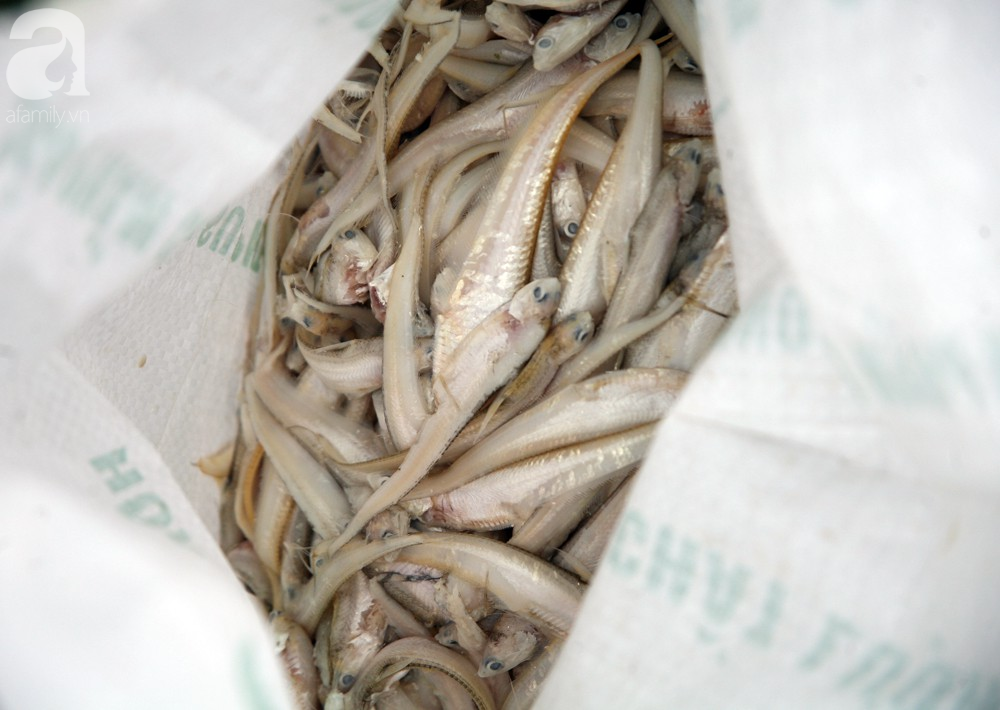 ca chet trang ho tay nguyen nhan ban dau la do thoi tiet thay doi bat thuong