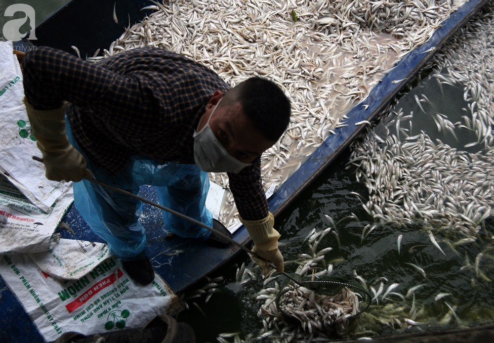 ca chet trang ho tay nguyen nhan ban dau la do thoi tiet thay doi bat thuong