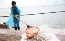 ca chet trang ho tay nguyen nhan ban dau la do thoi tiet thay doi bat thuong