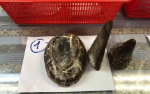 nam hanh khach van chuyen trai phep 12 sung te giac quy hiem tu chau phi ve viet nam