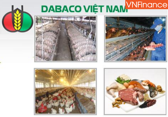 dai gia nuoi lon dabaco bat ngo trung hop dong bt giao thong khung