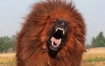 ha noi be gai 8 thang tuoi bi cho ngao tay tang nang 40kg tan cong tu vong