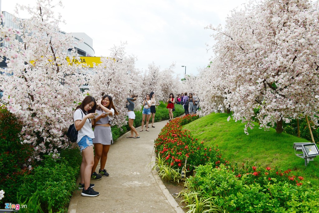 xuat hien vuon hoa anh dao thu hut gioi tre sai gon