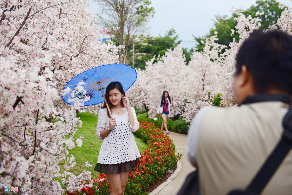 xuat hien vuon hoa anh dao thu hut gioi tre sai gon