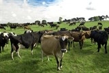 new zealand mot nong trai bi mat trom 500 con bo ma khong ai hay biet