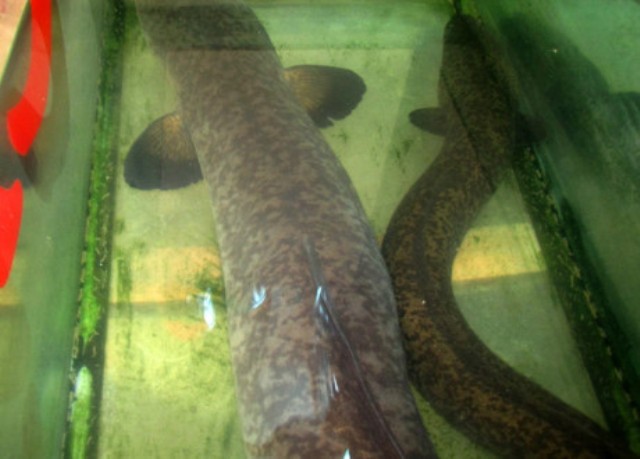 ca lech khung dai 2m nang 20kg duoc ban voi gia 20 trieu dong o nghe an