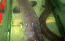 ca lech khung dai 2m nang 20kg duoc ban voi gia 20 trieu dong o nghe an