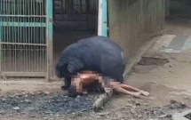 thai lan du khach song sot day ky tich sau khi bi mot con gau loi vao trong chuong