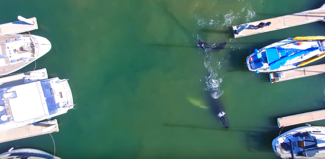 chu ca voi lung gu con boi lac tren ben cang ngu dan hao huc chay ra xem