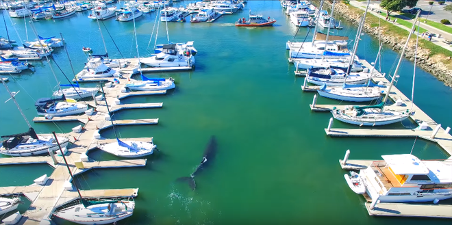 chu ca voi lung gu con boi lac tren ben cang ngu dan hao huc chay ra xem