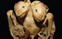 tim thay con doi moc hai dau kinh di o brazil