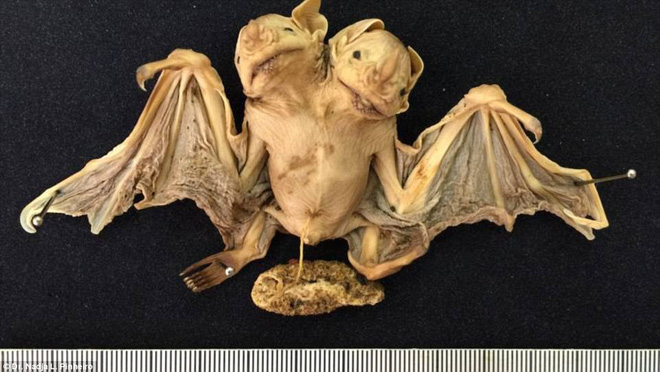 tim thay con doi moc hai dau kinh di o brazil