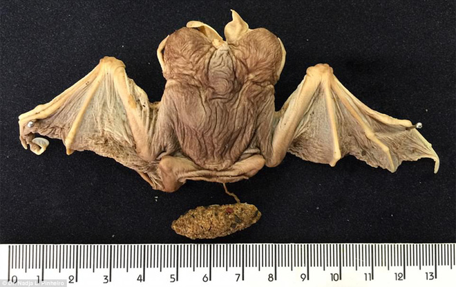 tim thay con doi moc hai dau kinh di o brazil