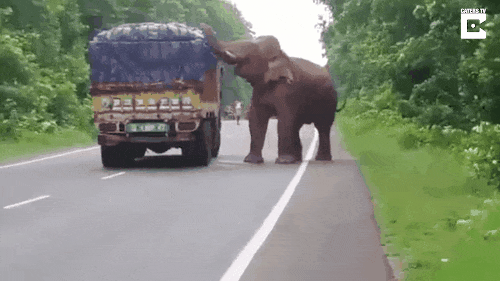 chu voi khong co vu trang chan dau xe tai de cuop khoai